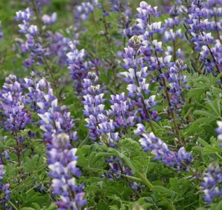 lupin