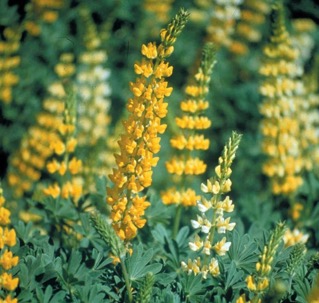 GoldenLupin