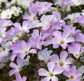 mountainPhlox