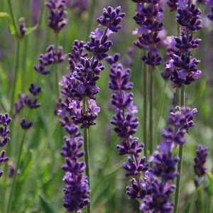 Lavandula_Phenomenal
