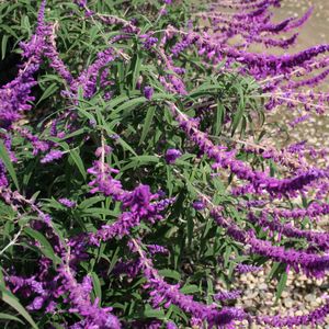 Salvia_leucantha_Midnight