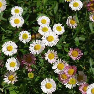 Erigeron_karvinskianus1