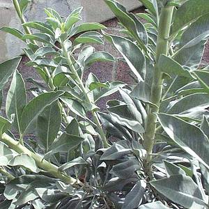 Salvia_apiana1